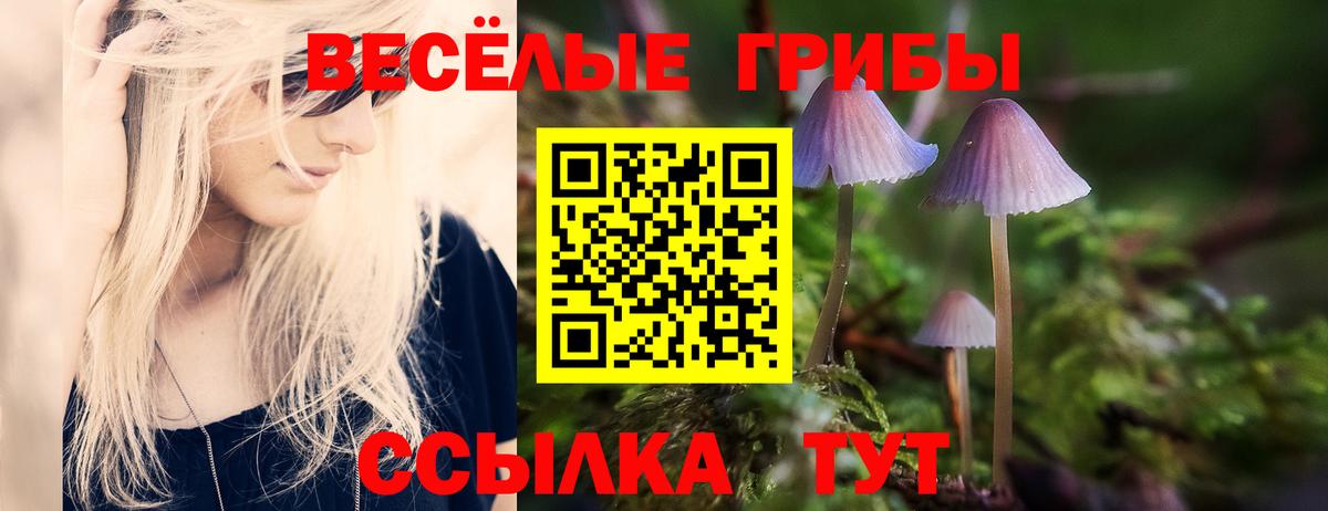 Галлюциногенные грибы Psilocybe Азов